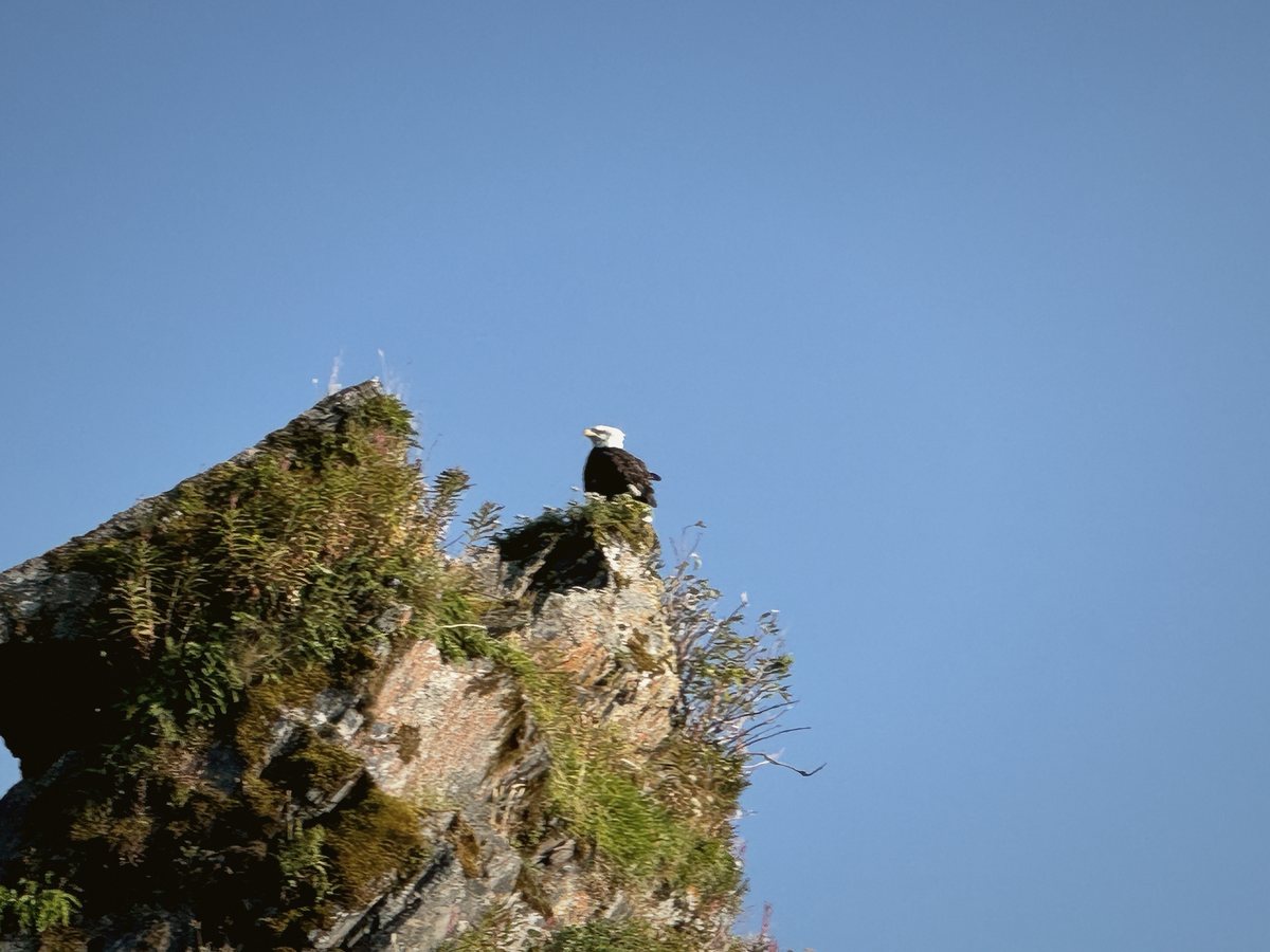 A bald eagle on a pinnacle