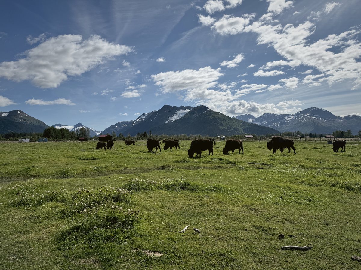 Bison in a green pasture