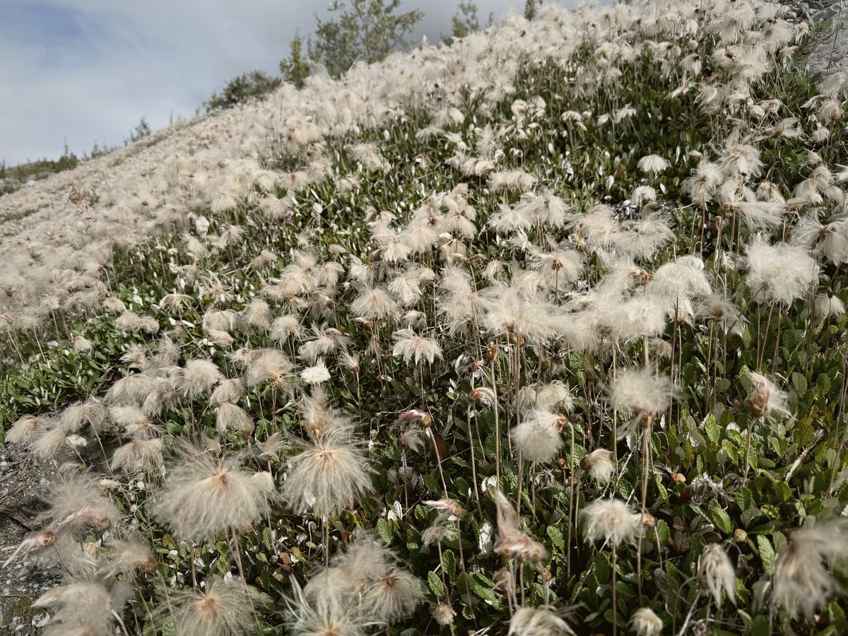 Dryas in seed, the pioneer that follows a retreating glacier