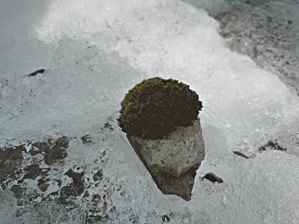 Glacier mice