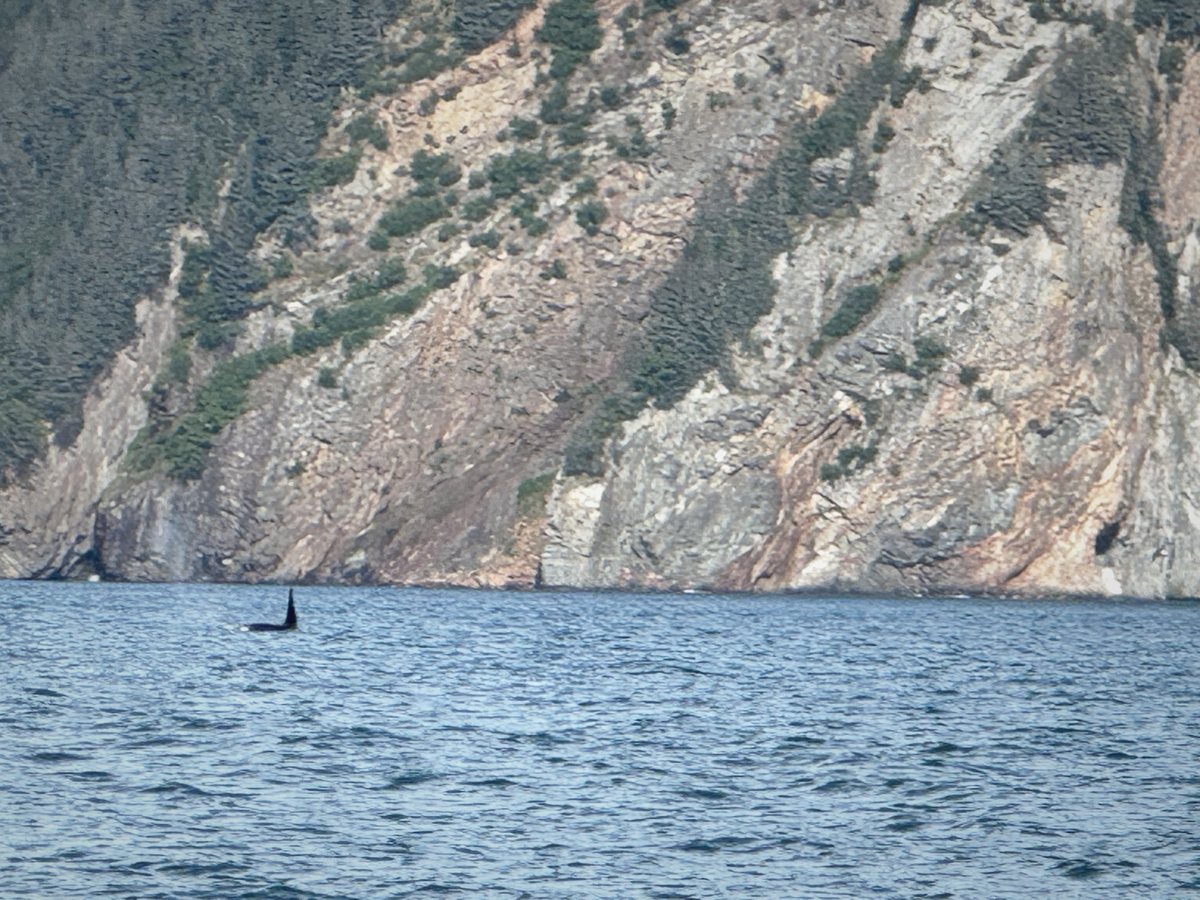 Orcas in the sound