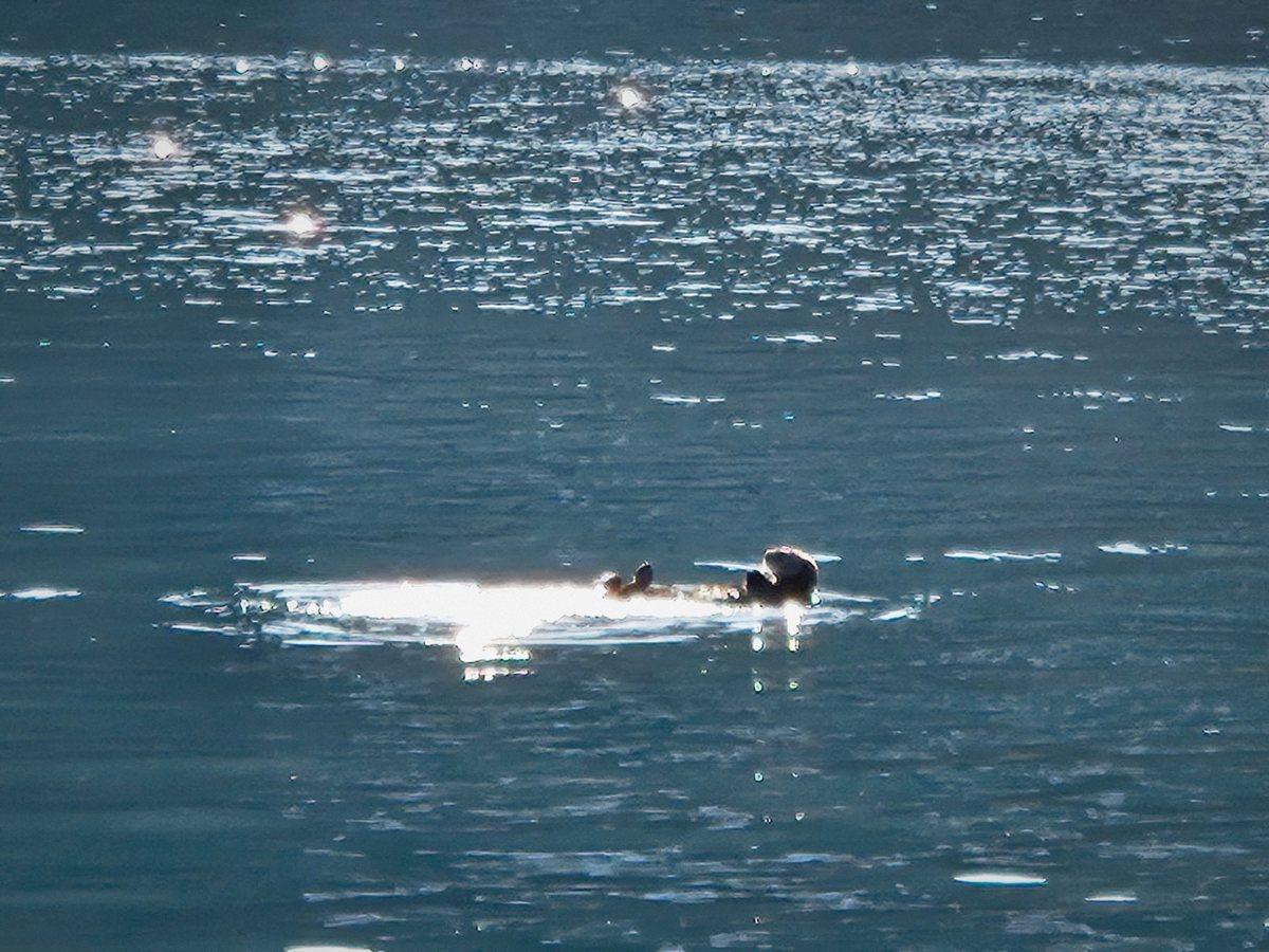 A sea otter afloat