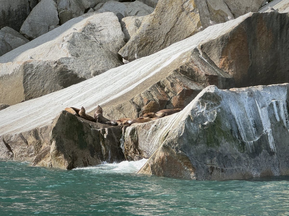 Sea lions on the rocks