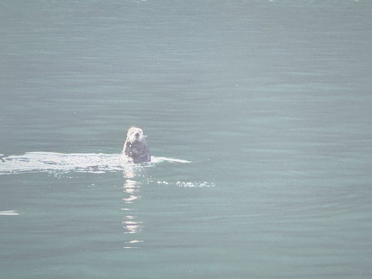 A sea otter