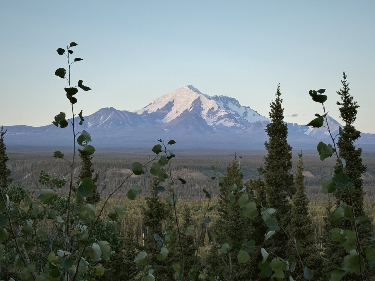 A Wrangell volcano behind the spruce