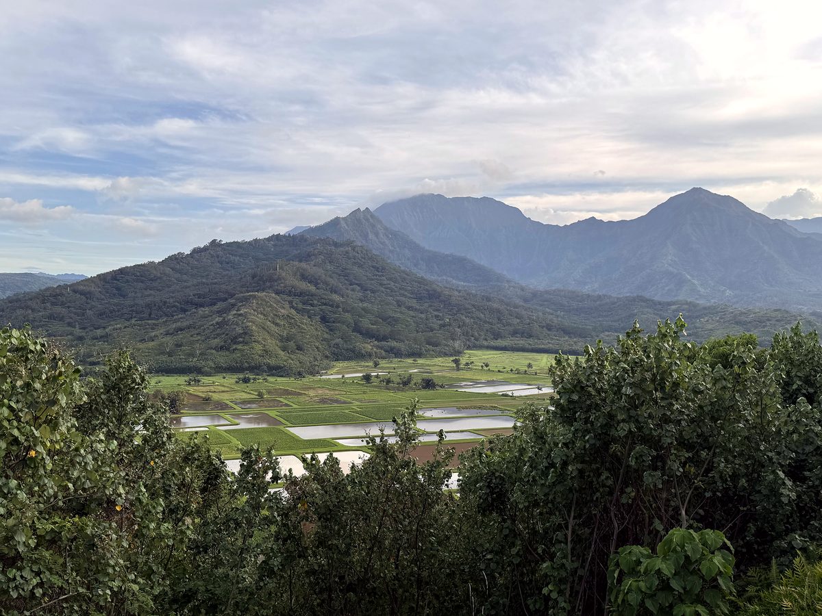 The Hanalei valley and its taro fields