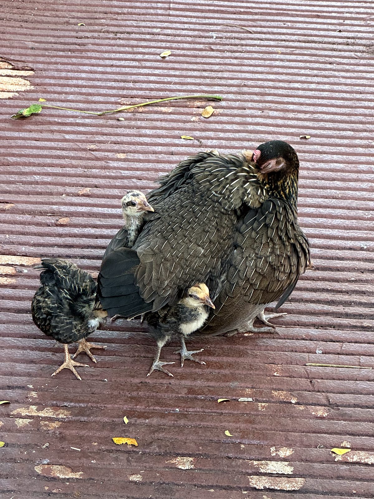 A hen and her chicks in the brush