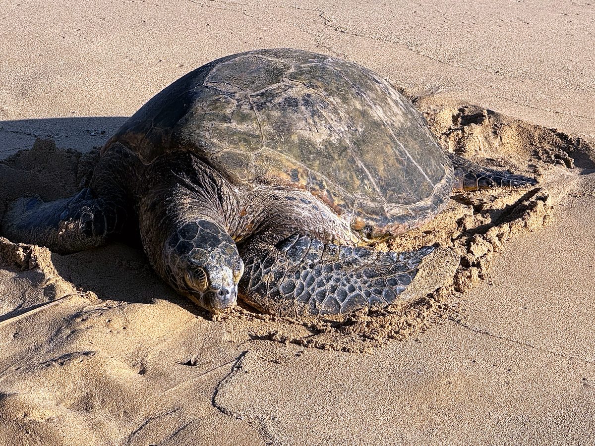 A honu resting on the sand