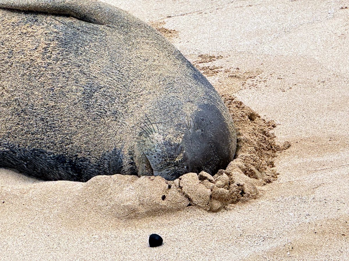 A Hawaiian monk seal resting on the sand
