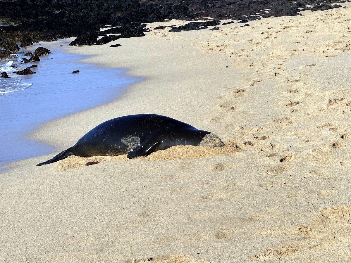 A Hawaiian monk seal on the sand