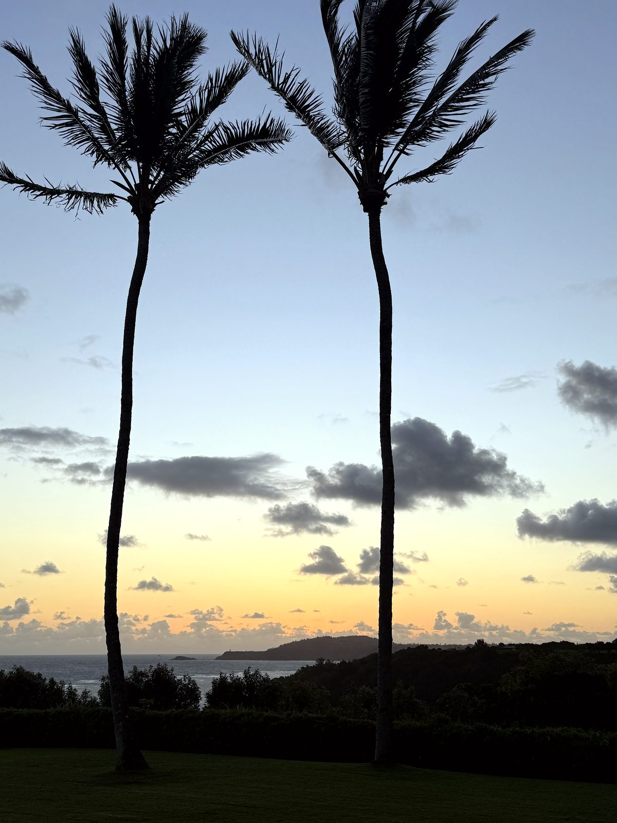 Palms against the dusk sky