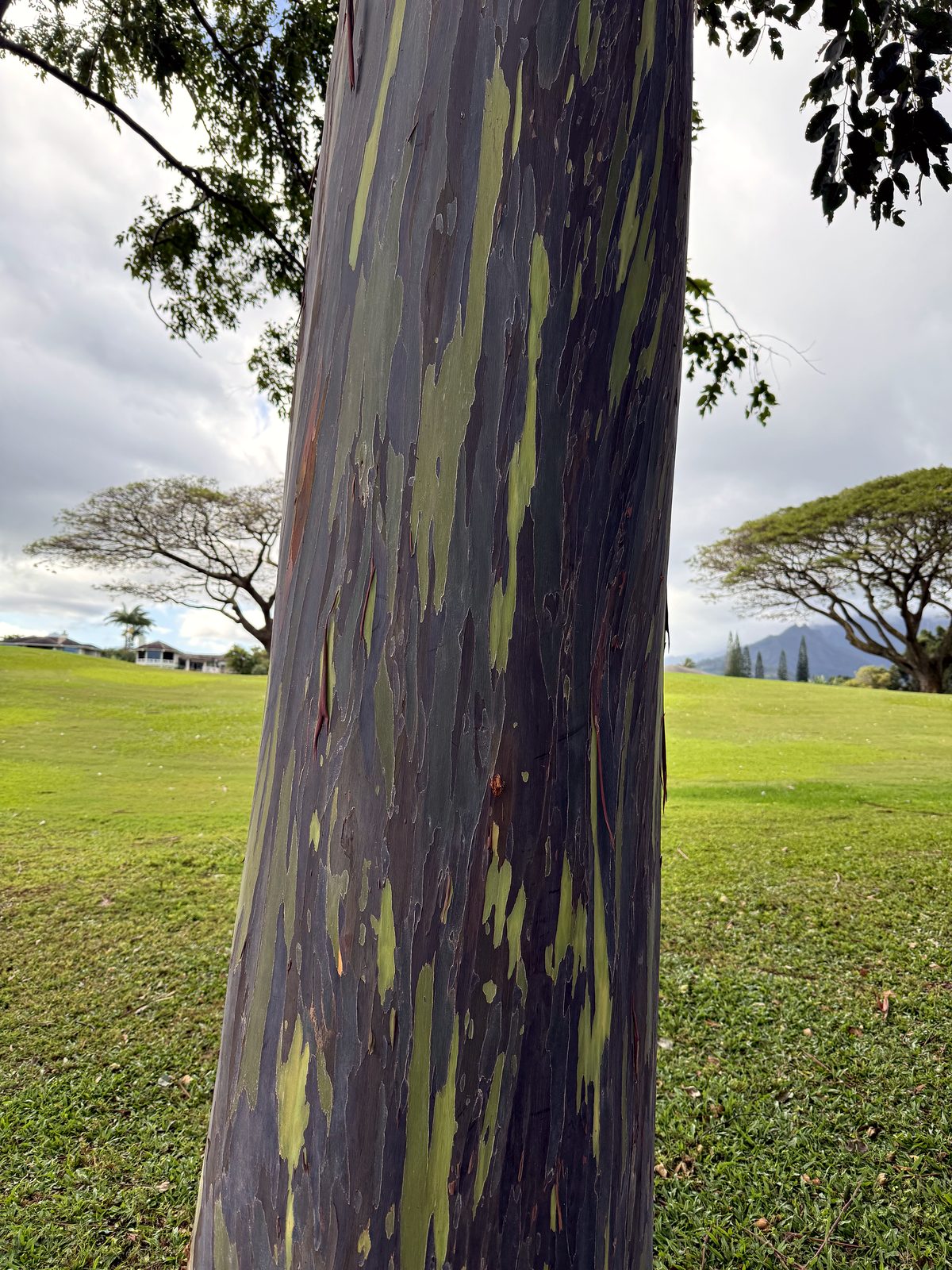 Rainbow eucalyptus bark