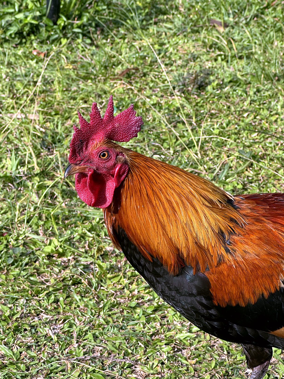 A wild rooster on Kauai