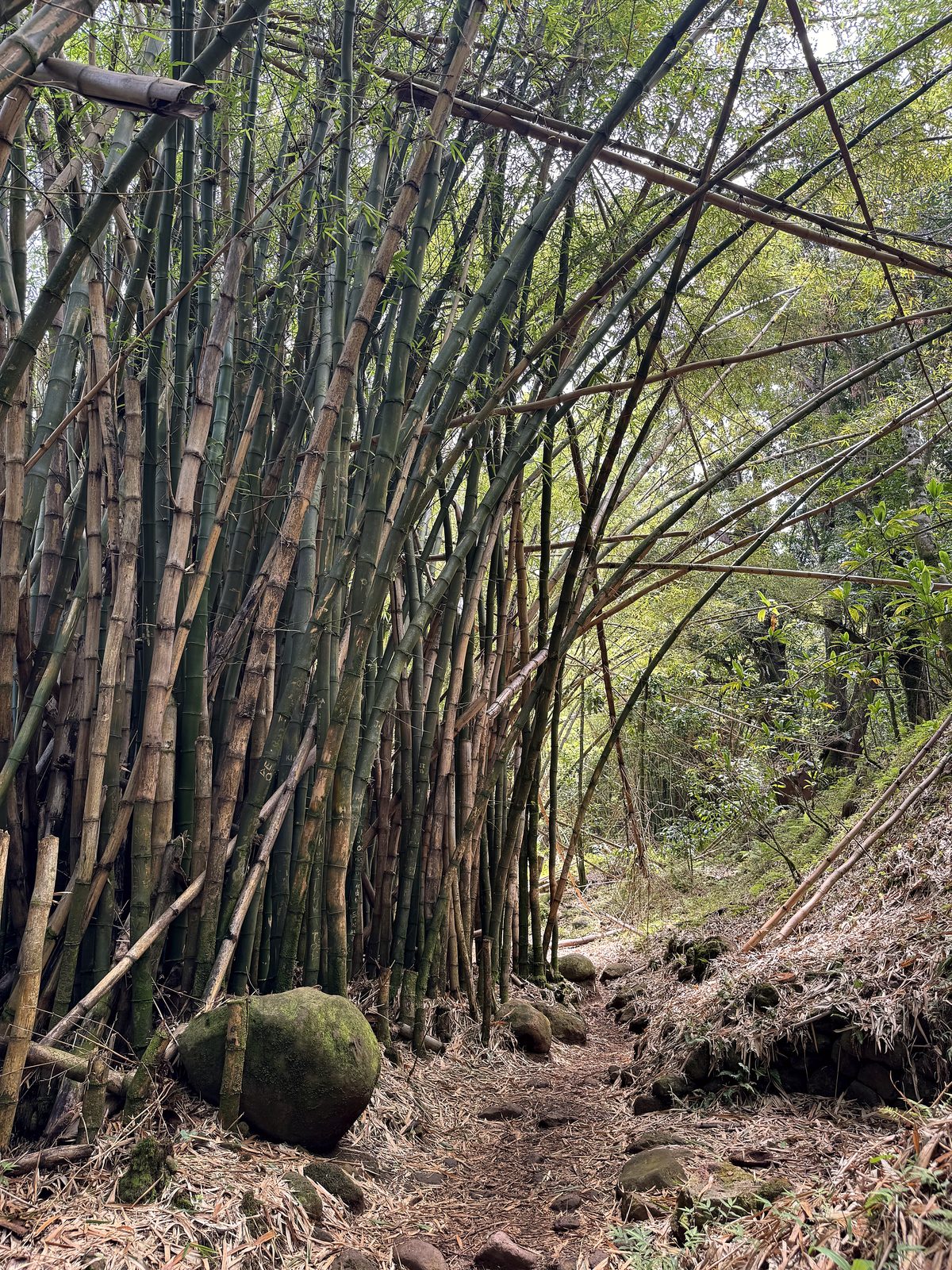Light through the bamboo along the trail