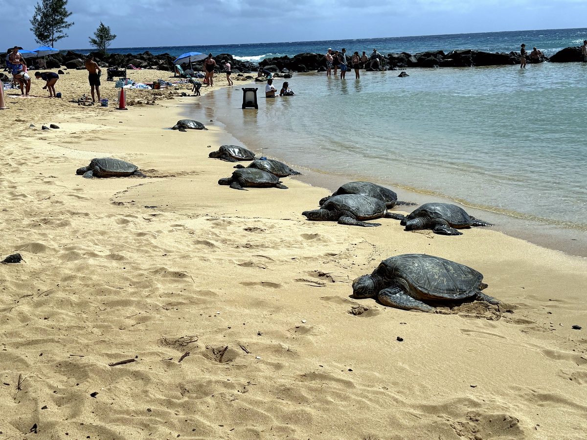 Honu hauled out on the sand at Poʻipū Beach