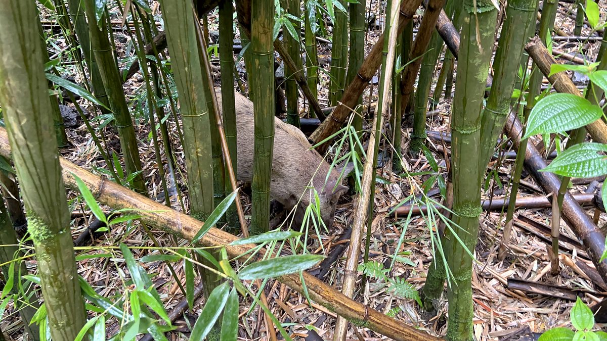 A towering bamboo forest along the Pipiwai Trail