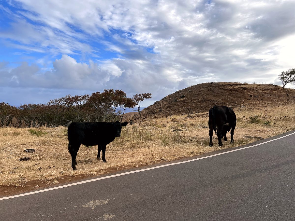 Cattle grazing beside the road on the back side