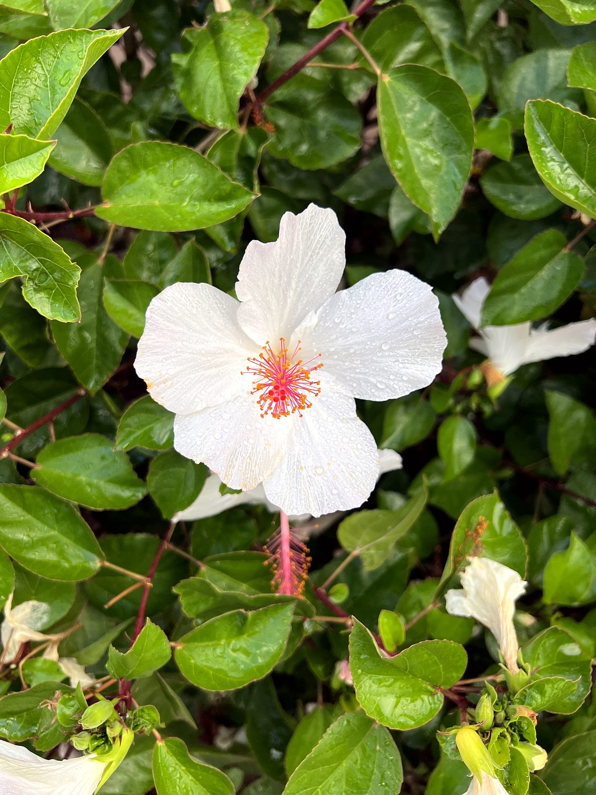 A white hibiscus in bloom