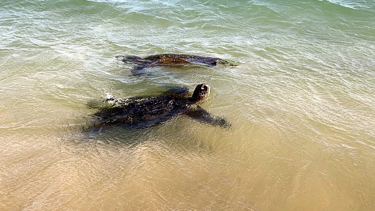 A honu surfacing just offshore