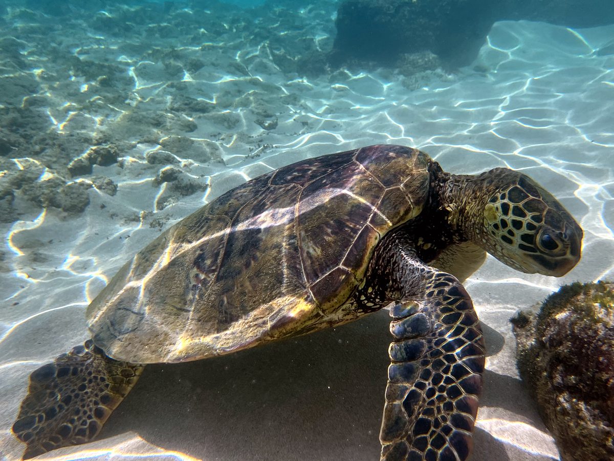 A honu gliding underwater