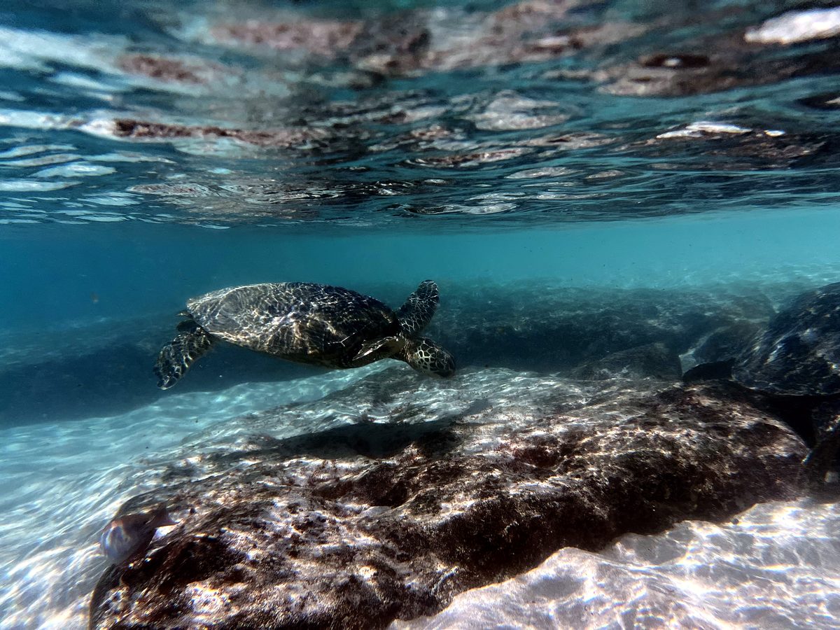 A honu gliding over the reef