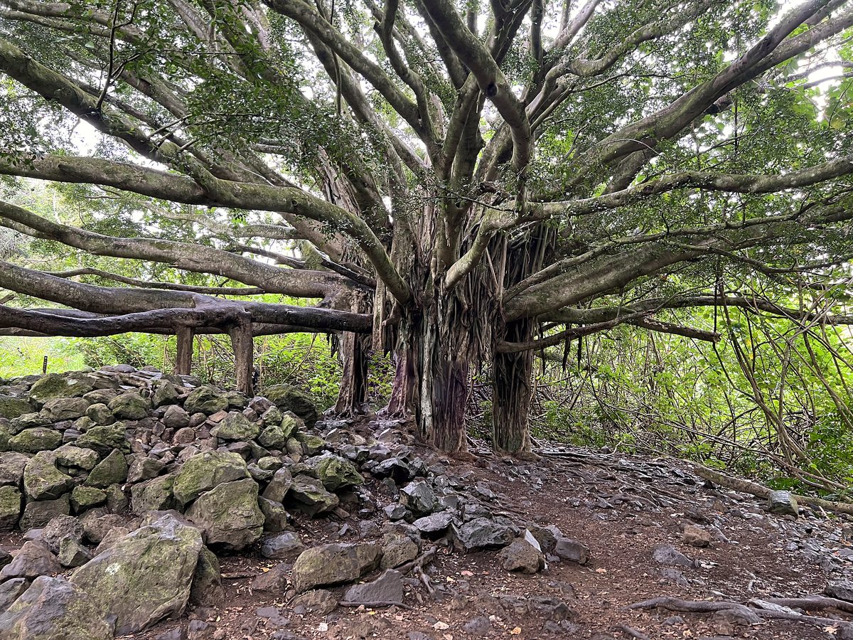 A giant banyan beside the Pipiwai Trail