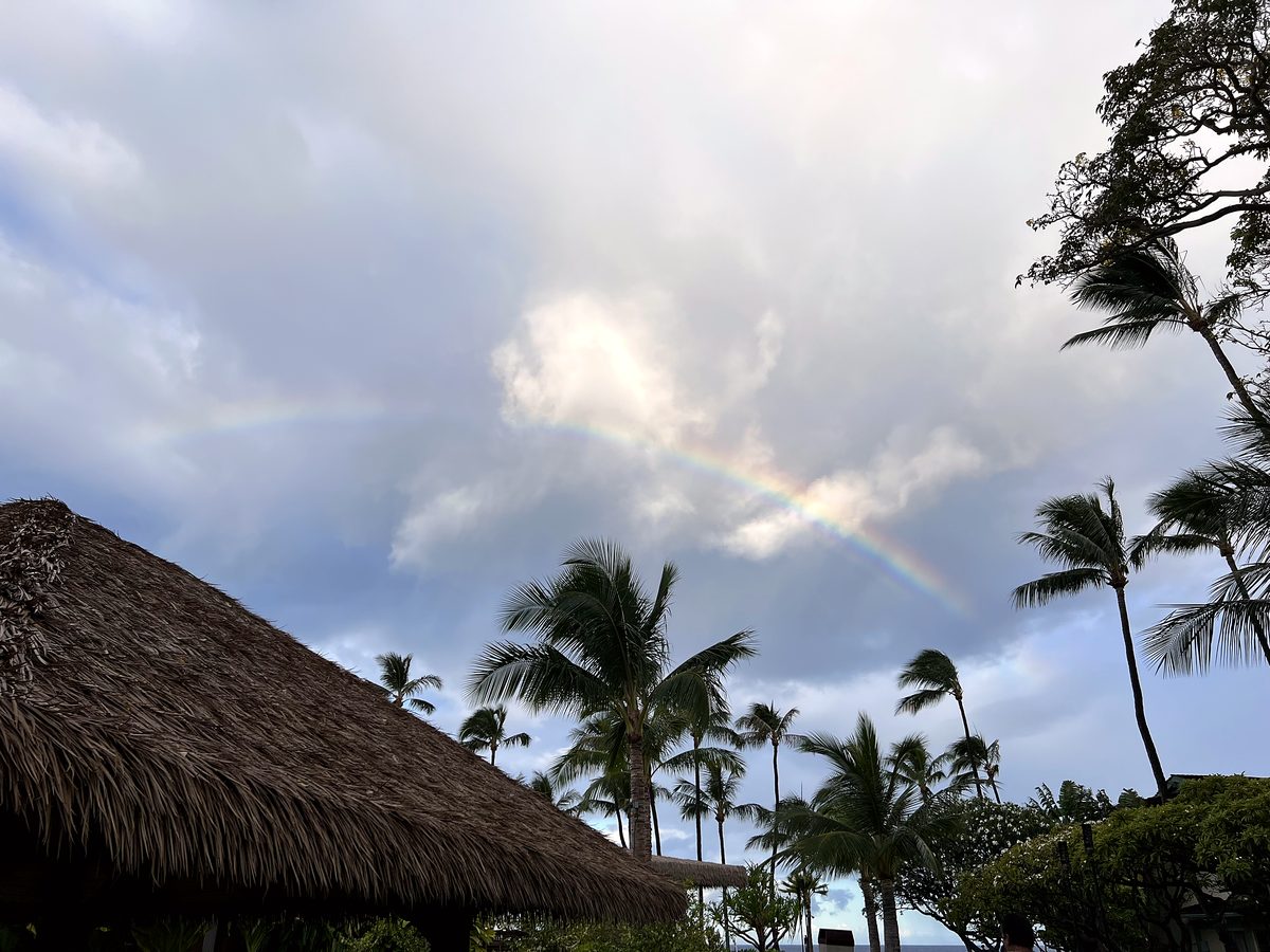 A rainbow arcing over the palms