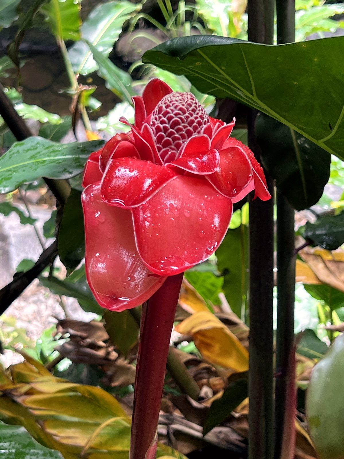 A red torch ginger