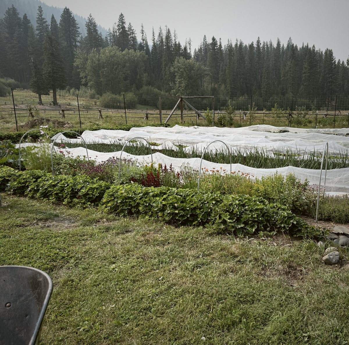 The kitchen garden
