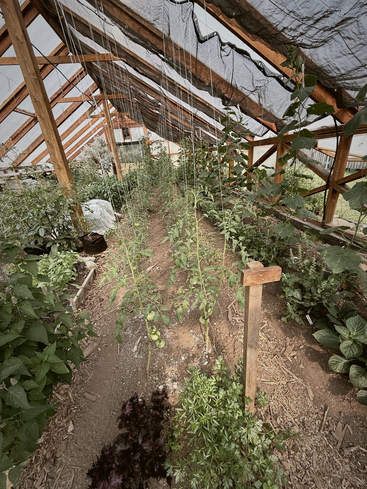 Inside the greenhouse