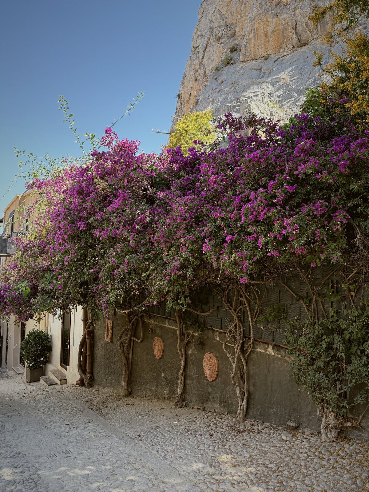Bougainvillea over an alley