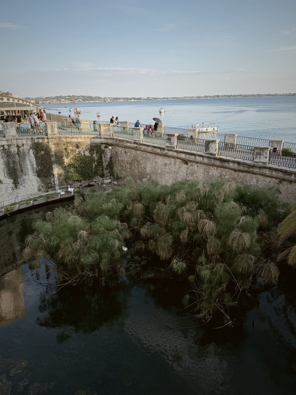 Fonte Aretusa, the ancient freshwater spring on Ortigia, Syracuse