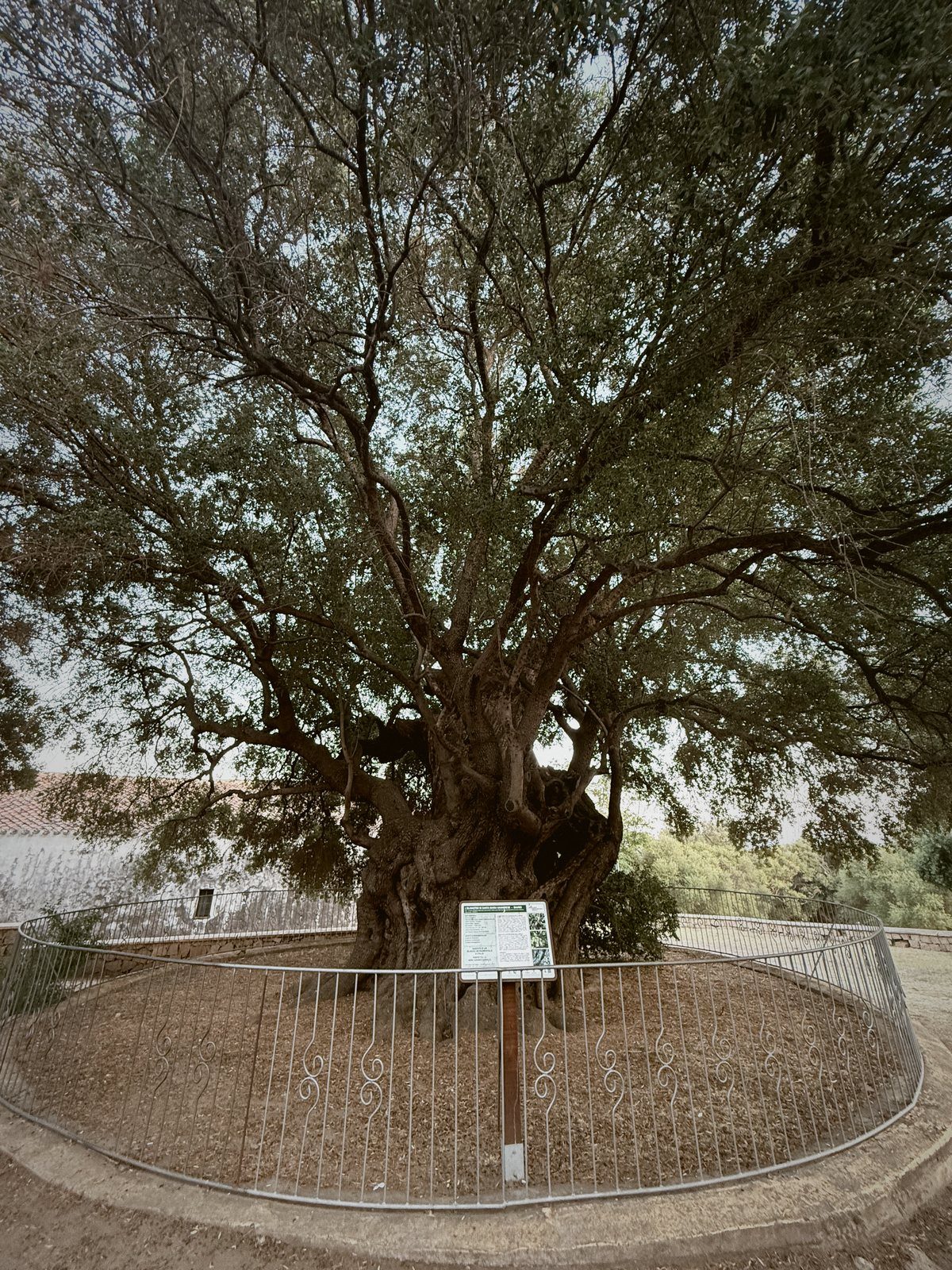 A millennial wild olive at Santa Maria Navarrese, among Europe's oldest trees